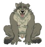 2017 4_toes 5_fingers anthro balls biped black_nose canine chest_tuft dawawolf digital_media_(artwork) eyebrows fangs flaccid front_view full-length_portrait fur green_eyes grey_balls grey_belly grey_fur grey_nipples grey_penis head_tuft humanoid_penis looking_at_viewer male mammal navel nipples nude open_mouth penis pink_tongue portrait pubes rossciaco simple_background sitting slightly_chubby smile snout solo teeth toes tongue tongue_out tuft uncut white_background wolf 