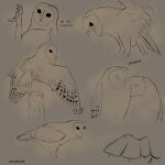 anatomy artist avian barnowl bird invalid_tag owl sketch study