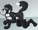 all_fours anthro armwear bdsm black_body black_fur blue_background bone_gag border_collie canid canine canis chastity_cage chastity_device clothing collar collie domestic_dog ear_piercing elbow_gloves fur gag gagged gloves green_eyes handwear harness herding_dog leash leashed_collar leashed_harness leather leather_armwear leather_clothing leather_elbow_gloves leather_gloves leather_handwear leather_legwear leather_thigh_highs legwear male mammal muzzle_(object) muzzled pastoral_dog petplay piercing pisspet puppyplay roleplay sheepdog simple_background solo submissive submissive_anthro submissive_male thigh_highs white_body white_fur