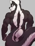  2016 anthro back_muscles biceps big_tail biped black_fur black_nose black_tail butt clawz_skunk digital_media_(artwork) eyebrows fingerless_(marking) fur green_eyes grey_background grey_fur grin hair hi_res knuxlight long_tail looking_at_viewer looking_back male mammal multicolored_fur multicolored_tail muscular muscular_male nude portrait rear_view simple_background skunk snout solo standing teeth three-quarter_portrait two_tone_tail white_fur white_hair white_tail 
