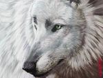  canine feral fur green_eyes hauringu mammal snout white_fur wolf 