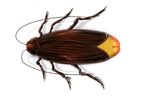  cockroach tagme 