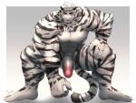 abs absurd_res anthro arknights felid gao_xio genitals hi_res hypergryph male male/male mammal mountain_(arknights) muscular muscular_anthro muscular_male nipples nude pantherine pecs penis scar solo stripes studio_montagne tail thick_thighs tiger