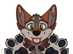  anthro canine coyote fluffy invalid_tag mammal muzz ochropus paws tongue 