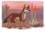  bubbeh cactus canine coyote desert feral invalid_background mammal ochropus scenery 