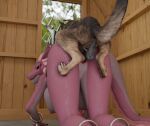 animal_genitalia animal_penis anthro anthro_on_feral bestiality canid canine canis doggystyle domestic_dog duo female female_on_feral feral from_behind_position genitals horn male male/female mammal penis rear_view restrained scalie sex weltrekker