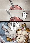  abs biceps canine chinese_text comic duo feline humanoid_penis jacketbear male mammal navel nipples open_mouth pecs penis precum speech_bubble text tiger tongue tongue_out translation_request urethral wolf 