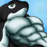 anthro belly black_body black_eyes black_fur cetacean dolphin fur hi_res male mammal marine muscular muscular_male oceanic_dolphin orca rjquaty solo toothed_whale white_belly