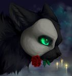  2016 black_fur black_nose cat feline feral flower fur green_eyes mammal plant reysi rose solo whiskers 