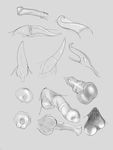  9x9 animal_genitalia balls cetacean condom dolphin equine erection horse male mammal marine sheath sketch 