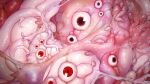  1other commentary_request eldritch_abomination extra_eyes flesh highres horror_(theme) looking_at_viewer monster original pink_theme red_eyes shokushi_yuu tentacles 