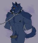  2015 abs anthro balls bdsm biceps big_muscles black_nipples black_nose blue_balls blue_fur body_hair bondage bound canine chain cheek_tuft chest_hair chest_tuft collar ear_piercing erection fluffy fluffy_tail fur glans grey_penis grey_tongue hands_behind_back humanoid_penis inner_ear_fluff male mammal manly motion_lines multicolored_fur muscular nipples nude pecs penis piercing pointy_ears pubes purple_background red_eyes rillrex scar simple_background smile solo spiked_collar spikes standing tailwag tongue tongue_out tuft two_tone_fur vein veiny_penis were werewolf wolf 
