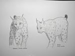  ambiguous_gender duo feline feral karbik looking_at_viewer lynx mammal monochrome sketch smile traditional_media_(artwork) 