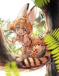  :d all_fours animal_ears bangs bare_shoulders blonde_hair blurry blush bow bowtie breasts day depth_of_field elbow_gloves fern gloves highres in_tree kemono_friends looking_at_viewer malino_(dream_maker) medium_breasts nature open_mouth outdoors print_bow print_gloves print_legwear print_skirt reflective_eyes serval_(kemono_friends) serval_ears serval_print serval_tail shiny shiny_hair short_hair signature skirt sleeveless smile solo tail thighhighs tree yellow_eyes 