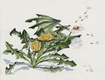  2015 ambiguous_gender dandelion dragon feral flower heather_bruton open_mouth plant seed simple_background solo white_background 