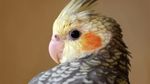  2017 ambiguous_gender avian beak bird cockatiel cockatoo feathers feral parrot thousandfoldfeathers 
