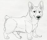  2016 animal_genitalia animal_penis balls canine canine_penis corgi dog feral knot male mammal paper-wings penis sketch solo 