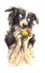  2017 ambiguous_gender anthro ball black_eyes black_fur blue_sclera border_collie canine claws collie digital_media_(artwork) dog front_view fur half-length_portrait kenket looking_up mammal pawpads paws portrait simple_background smile solo tennis_ball white_background white_fur 