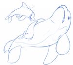  2017 anus cetacean dolphin feral knot lying male male/male mammal marine on_back onigrift orca penis sketch slit tapering_penis underwater water whale 