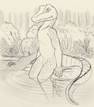  alligator anthro crocodilian feral flaccid forest greyscale line_art looking_at_viewer male monochrome nude outside partially_submerged penis petrock reptile scalie sitting sketch slim solo solo_focus tree turtle 