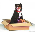  ambiguous_gender canine cardboard_box collar eamart eyes_closed feral fur mammal sitting solo tongue tongue_out 
