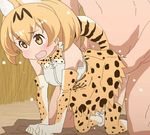  10s 1boy 1girl :d aliasing all_fours animal_ears bare_shoulders blonde_hair blush bow bowtie cat_ears cat_tail clothed_female_nude_male elbow_gloves gloves hetero kemono_friends leopard_print navel no_nose nude open_mouth polka_dot polka_dot_gloves polka_dot_legwear polka_dot_skirt serval_(kemono_friends) sex skirt sweat tail tomu_(tomubobu) yellow_eyes 