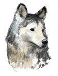  ambiguous_gender canine feral fur headshot hinia mammal signature simple_background solo white_background 