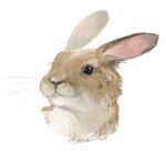  ambiguous_gender big_pupils feral fur hinia lagomorph mammal rabbit simple_background solo whiskers white_background 