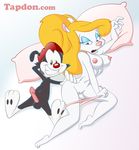  animaniacs blonde_hair breasts clothing duo female grin hair hand_on_butt hat male mammal minerva_mink mink mustelid nipples nude open_mouth penis pillow pussy smile underwear wakko_warner warner_brothers 
