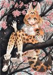  2017 animal_ears ankle_boots arm_support blonde_hair boots bow bowtie cat_ears cat_tail cherry_blossoms dated fang from_below in_tree kemono_friends looking_at_viewer looking_down mosho orange_eyes serval_(kemono_friends) serval_ears serval_tail short_hair signature sitting sitting_in_tree skirt smile solo tail traditional_media tree tree_branch watercolor_(medium) waving 