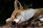 canine cute eyes_closed feral fox fur mammal multicolored_fur photo real sleeping solo white_fur 