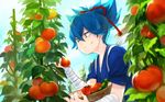  anina bandaged_arm bandages bangs blue_eyes blue_hair closed_mouth cross_scar day facial_scar food fruit garden hair_between_eyes harvest holding japanese_clothes leaf male_focus outdoors pea_pod sayo_samonji scar scar_on_cheek solo tasuki tomato touken_ranbu upper_body vegetable 