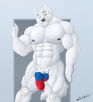  2017 abs anthro arctic_wolf balls bedroom_eyes biceps blue_eyes bulge canine clothed clothing doorway fur half-closed_eyes invalid_tag juano male mammal muscular muscular_male navel pecs penis russia russian seductive skimpy smile solo thong white_fur wolf 