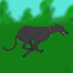  black_nose canine dog freal green_eyes greyhound male mammal mearcu open_mouth running solo teeth 