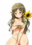  :/ beni-bana between_legs body_blush breasts brown_eyes brown_hair cleavage closed_mouth collarbone covering covering_breasts flower frown groin hair_ornament hairclip hand_between_legs head_tilt highres holding holding_flower large_breasts long_hair navel nude object_namesake shinomiya_himawari shiny shiny_skin simple_background solo sunflower very_long_hair vividred_operation white_background 