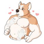  &lt;3 2016 4_fingers 5_fingers anthro biceps biped black_nose blush brown_eyes brown_fur canine claws corgi digital_media_(artwork) disembodied_hand dog duo eyebrows front_view fur hi_res male mammal multicolored_fur musclegut muscular muscular_male navel nipples nude pec_grasp pecs pink_nipples requiembeatz rubbing simple_background solo_focus two_tone_fur watermark white_background white_belly white_claws white_fur 