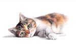  cat colored_pencil_(medium) dated green_eyes highres looking_at_viewer lying mojacookie no_humans on_side original shadow simple_background traditional_media watercolor_pencil_(medium) white_background 