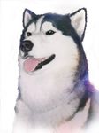  animal_focus copyright_request dog husky mitsuki_yuuya no_humans realistic tongue 