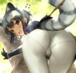  animal_ears ass blush cameltoe common_raccoon_(kemono_friends) fang flying_sweatdrops from_behind grey_hair kemono_friends looking_at_viewer looking_back mignon open_mouth panties panties_under_pantyhose pantyhose raccoon_ears raccoon_tail solo tail thigh_gap tree_branch underwear yellow_eyes 