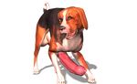  3d_(artwork) animal_genitalia animal_penis balls beagle canine digital_media_(artwork) dog feline_penis fur hyper looking_at_viewer mammal penis tapiko 