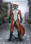  canine fox male mammal nude raining 