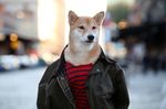  black_nose brown_eyes clothed clothing detailed_background doge edit fur male meme photo_manipulation public shirt tan_fur unknown_artist 