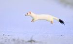  cute dipstick_tail flying fur mammal multicolored_fur multicolored_tail photo real snow solo what white_fur 