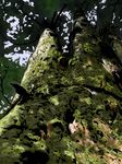  hiba_(p-p-purin) leaf nature no_humans original robe scenery tree 