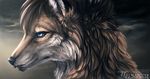  ambiguous_gender black_nose blue_eyes brown_fur brown_hair canine digital_media_(artwork) dog fur hair mammal safiru solo wolf 