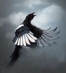  avian beak bird black_beak blood day feathered_wings feathers feral flying outside raining safiru simple_background solo wings 