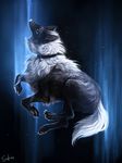  ambiguous_gender black_fur canine collar dog ear_piercing feral fur mammal paws piercing safiru simple_background solo white_eyes white_fur white_nose wolf 