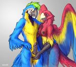  2017 animal_genitalia anthro areola avian balls beak bird black_feathers black_nipples black_pussy blue_eyes blue_feathers breasts duo english_text eye_contact ezcett feathered_wings feathers female green_hair grey_background hair hand_on_penis humanoid_penis macaw male male/female nipples nude parrot penis pussy red_feathers sheath simple_background smile text wings yellow_feathers 