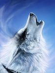  ambiguous_gender canine day eyes_closed feral fur grey_fur howl mammal open_mouth outside safiru sky teeth white_fur wolf 
