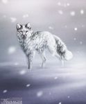  feral fur grey_nose red_eyes safiru snow snow_fox snowing solo standing white_fur 